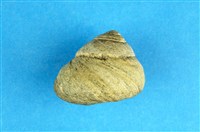 藏品(素面黑鐘螺)的圖片